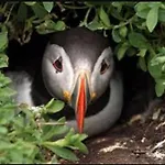 Wild Atlantic Pods Apartment